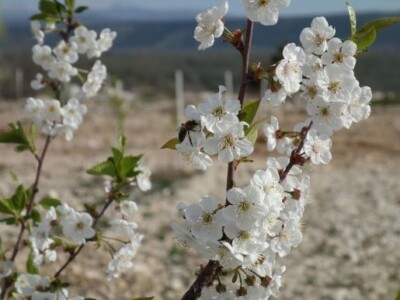 Svaka višnja u Katunima ima svojeg kuma