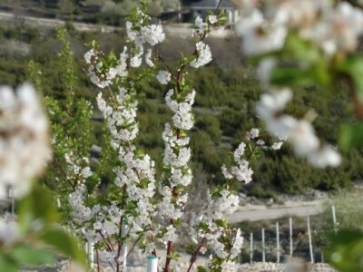 Maraska se u Dalmaciji uzgaja više od 500 godina