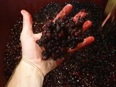 Vinarija Fiolić, Zadar