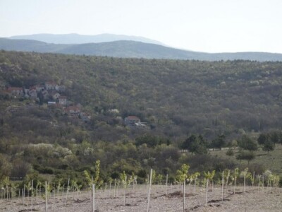 Voćnjak se nalazi na mjestu gdje se morski zrak miješa s kontinentalnim