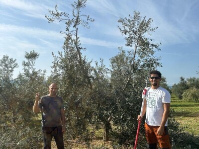 U Birkićevom Gaju i polikonična vaza kumovala obilatom urodu maslina