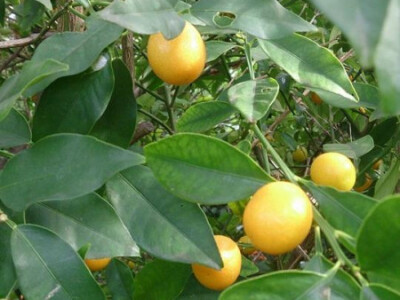 Kumkvat