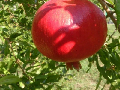 Šipak