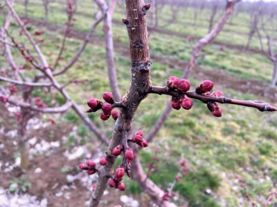 Marelica kajsije u cvatnji Marelica kajsije u cvatnji