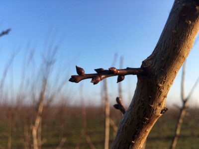Marelica kajsije u cvatnji Marelica kajsije u cvatnji