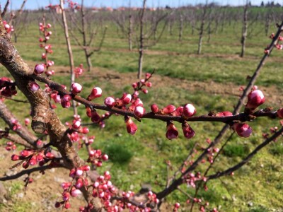 Marelica kajsije u cvatnji Marelica kajsije u cvatnji