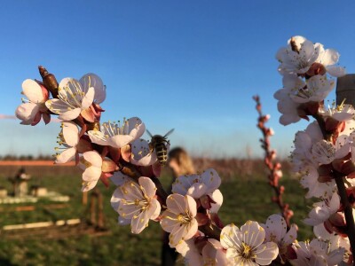Marelica kajsije u cvatnji Marelica kajsije u cvatnji