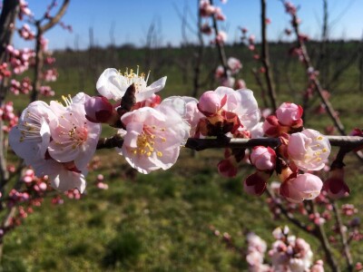 Marelica kajsije u cvatnji Marelica kajsije u cvatnji