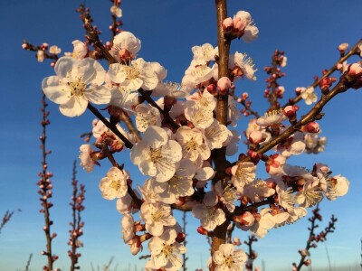Marelica kajsije u cvatnji Marelica kajsije u cvatnji