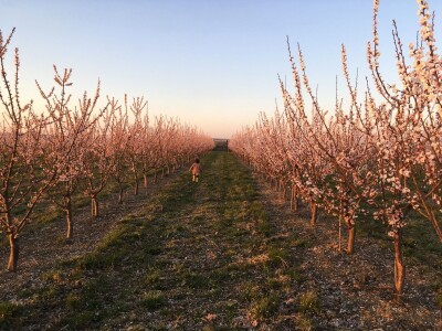 Marelica kajsije u cvatnji Marelica kajsije u cvatnji