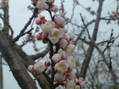 Marelice u cvjetnom ruhu Marelice u cvjetnom ruhu