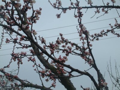 Opasna preuranjena cvatnja Opasna preuranjena cvatnja