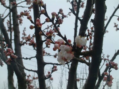 Hoće li nježni cvjetovi stradati već ovaj tjedan Hoće li nježni cvjetovi stradati već ovaj tjedan