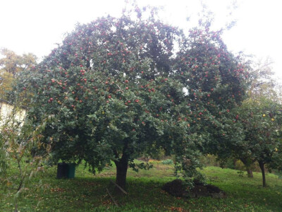 Jabuka Goriška sevka