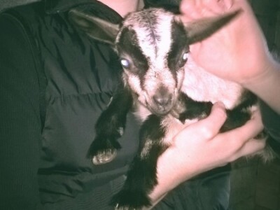 Uzgoj koza u Parku prirode Blidinje Uzgoj koza u Parku prirode Blidinje