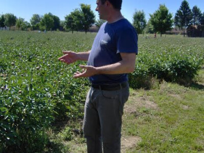 Plantaža je nastala prije 12 godina