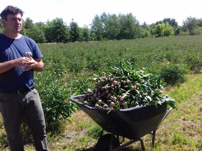 Marijan na plantaži