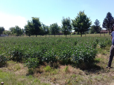 Marijan nadgleda berbu