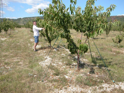 Marijan i sada širi krošnje trešanja na svojoj plantaži savijajući ih više zemlji