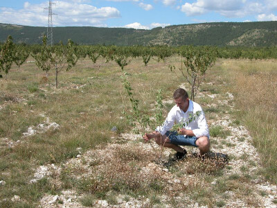 Marijan Vučak je na plantaži trešanja zasadio i nekoliko mladih stabala bajama
