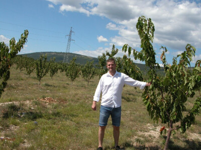 Vučak na plantaiži trešanja