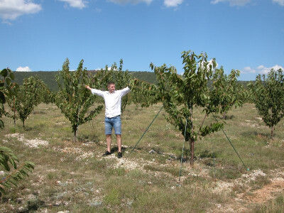 Mladi se voćar iz Ciste Velike ponosi svojom plantažom trešanja u oplemenjenom dalmatinsko-zagorskom kršu