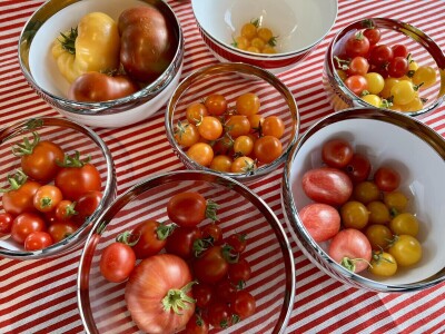 Čuvanje sjemena rajčica