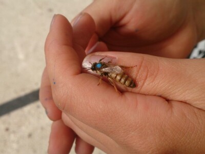 Marin je treća generacija pčelara u obitelji Kovačić Marin je treća generacija pčelara u obitelji Kovačić