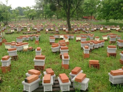 Marin je treća generacija pčelara u obitelji Kovačić Marin je treća generacija pčelara u obitelji Kovačić