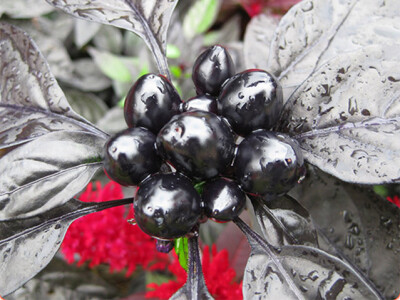 Black Pearl (Crni biser)