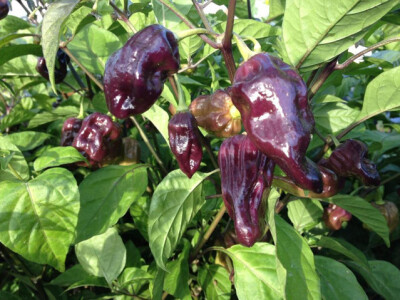 Naga Jolokia Purple