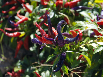 Numex Centennial chili  ima ljubičaste cvjetove i ljubičasto lišće.Plodovi rastu uspravno, a boja im varira od ljubičaste do žute, narančaste i konačno crvene. Nakon oko 95 dana, papričice su zrele. Č