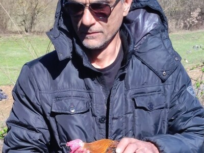 Najstariji pijetao na svijetu?