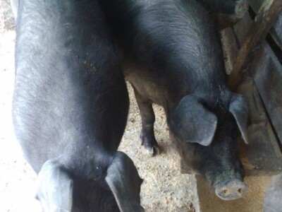 Crna slavonska svinja