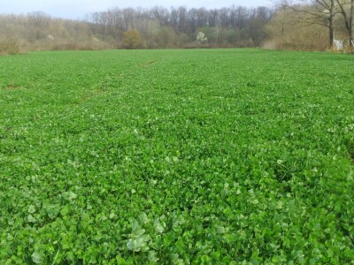 Crvena djetelina u odličnom stanju