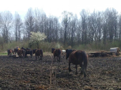 Niski poticaji za kobile i pastuhe