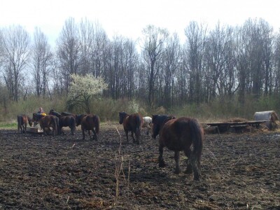 Niski poticaji za kobile i pastuhe