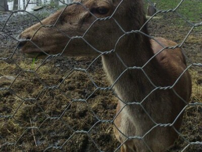 Ova je bila najradoznalija