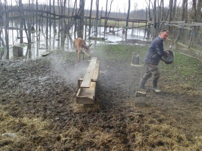 Košute na OPG Marjanocić