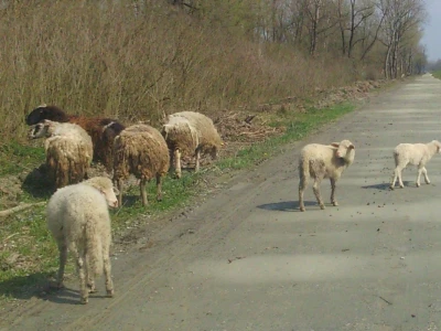 I one su zbunjene