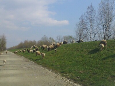 Umjesto na pašnjaku ovce na cesti i savskom nasipu
