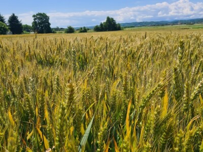 Marko Horvat vjeran je dvjema sortama Marko Horvat vjeran je dvjema sortama