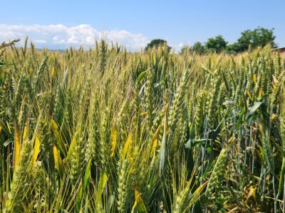 Marko Horvat vjeran je dvjema sortama Marko Horvat vjeran je dvjema sortama