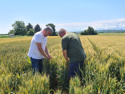 Marko Horvat vjeran je dvjema sortama Marko Horvat vjeran je dvjema sortama
