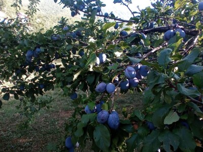 Marko i Dragana Janković: Osim domaćih sokova i džemova, vršimo i usluge cijeđenja voća, te održavanja voćnjaka