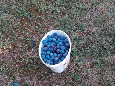 Marko i Dragana Janković: Osim domaćih sokova i džemova, vršimo i usluge cijeđenja voća, te održavanja voćnjaka