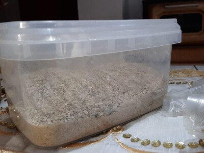 Marko i Jasmina započeli preradu vrganja, foto: M. Lazarević