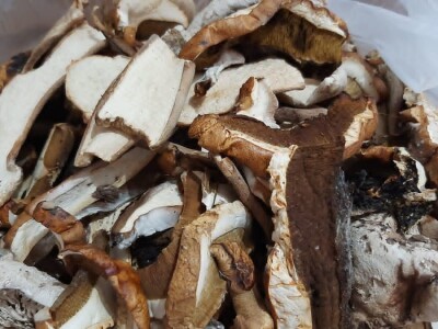 Marko i Jasmina započeli preradu vrganja, foto: M. Lazarević