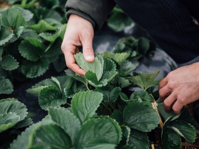 Marko Karan: Uvijek je lokalno ukusnije od onog što se uvozi Marko Karan: Uvijek je lokalno ukusnije od onog što se uvozi