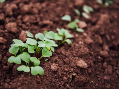 Marko Karan: Uvijek je lokalno ukusnije od onog što se uvozi Marko Karan: Uvijek je lokalno ukusnije od onog što se uvozi